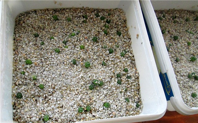 astrophytum hybrids